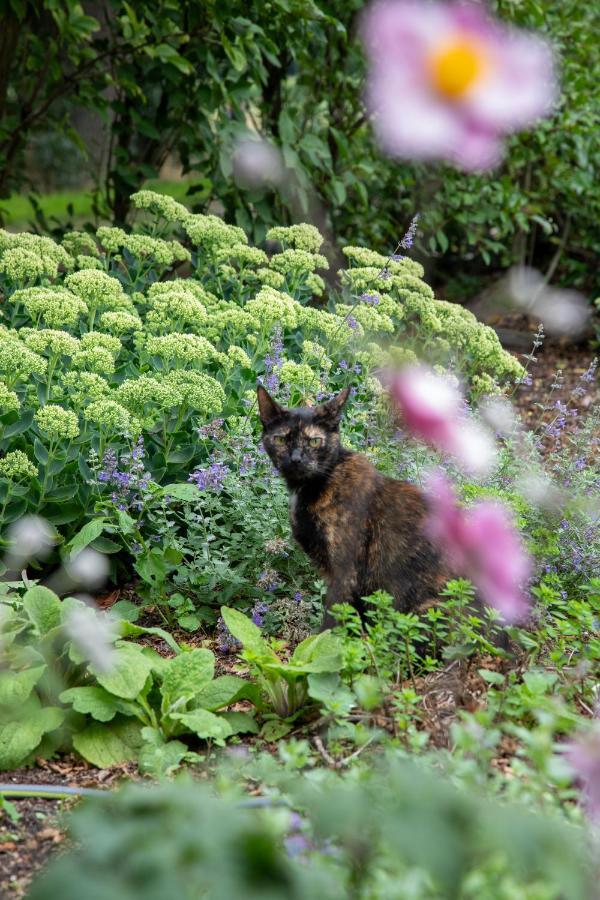 The Cat And The Owl B&B Groenlo Eksteriør bilde